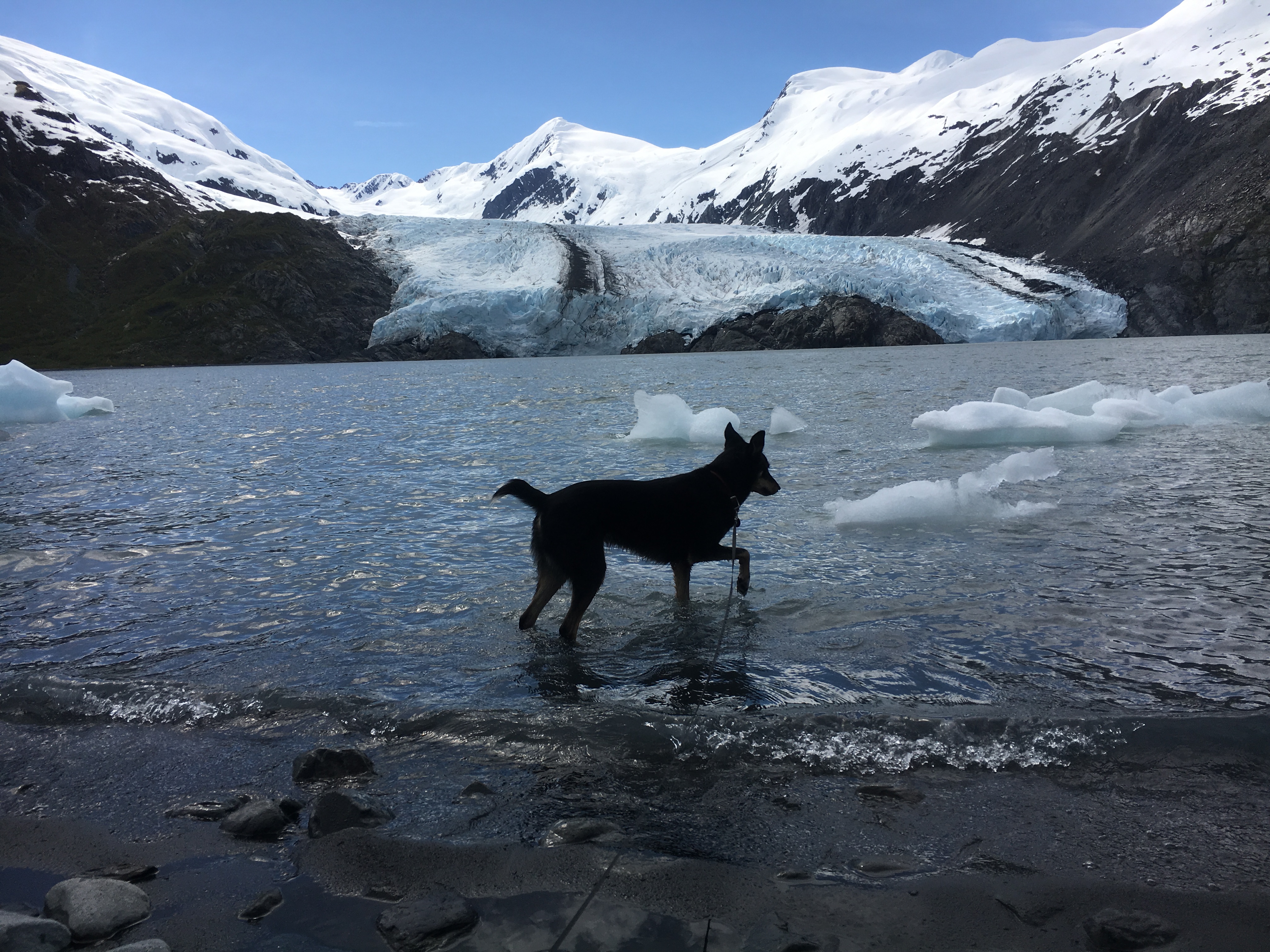 Mylo Getting His Feet Wet Portage Glacier